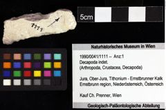 Foto (Objket + Etiketten) von Decapoda indet. 